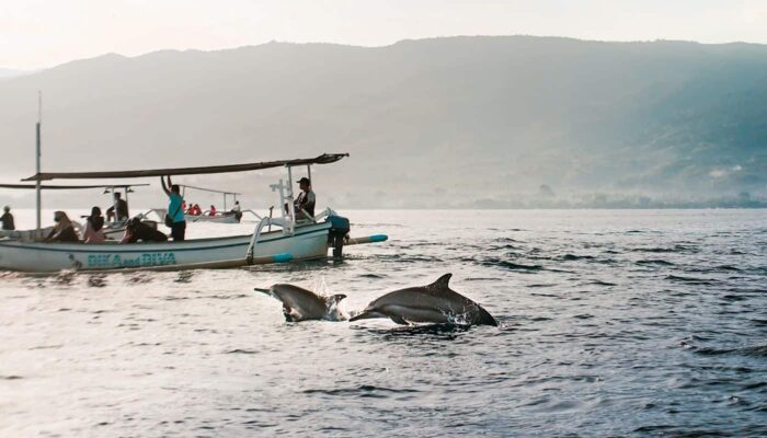 Dolphin Lovina Beach - Chao Asia Travel